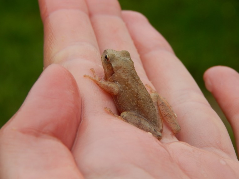 critters (7) (1280x960)