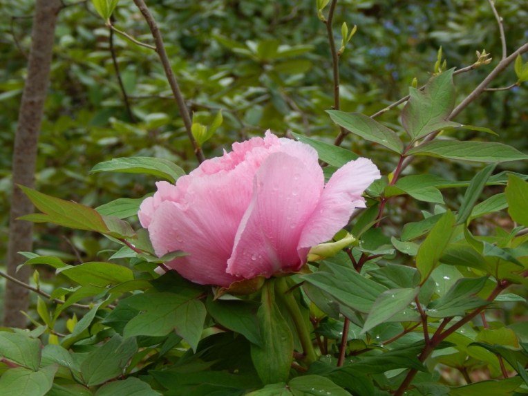 flowers (11) (1024x768)