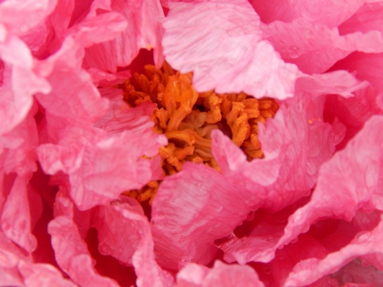 flowers (13) (1024x768)