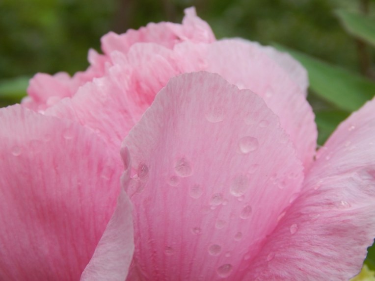 flowers (14) (1024x768)