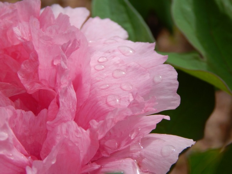 flowers (16) (1024x768)