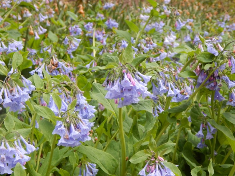 flowers (17) (1024x768)