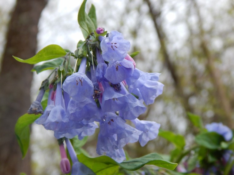 flowers (18) (1024x768)