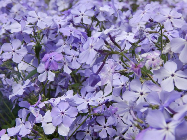 flowers (19) (1024x768)