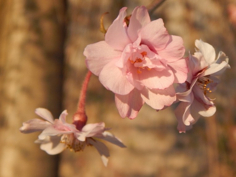 flowers (2) (1024x768)