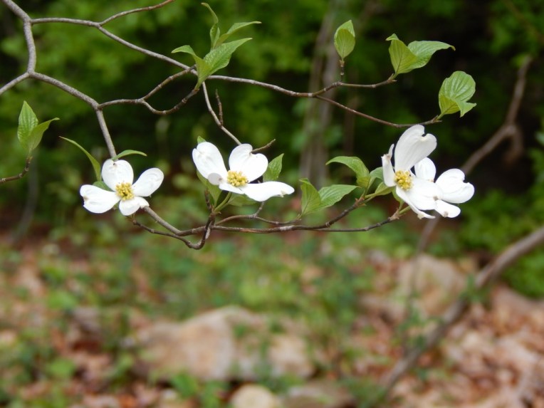 flowers (21) (1024x768)