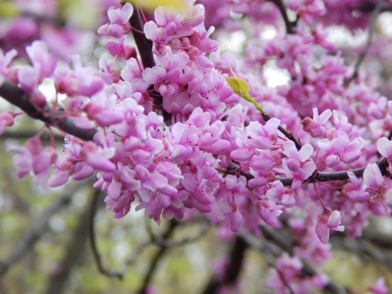 flowers (22) (1024x768)