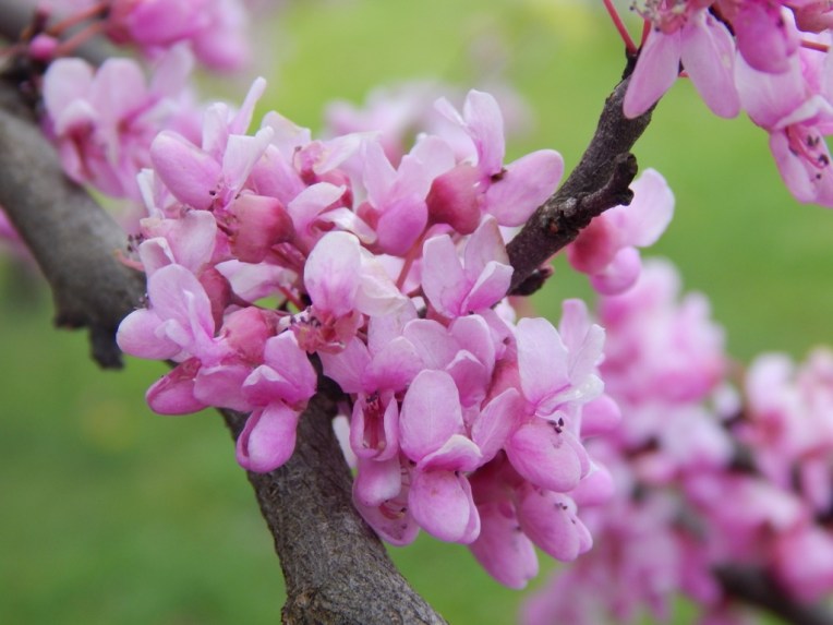 flowers (23) (1024x768)