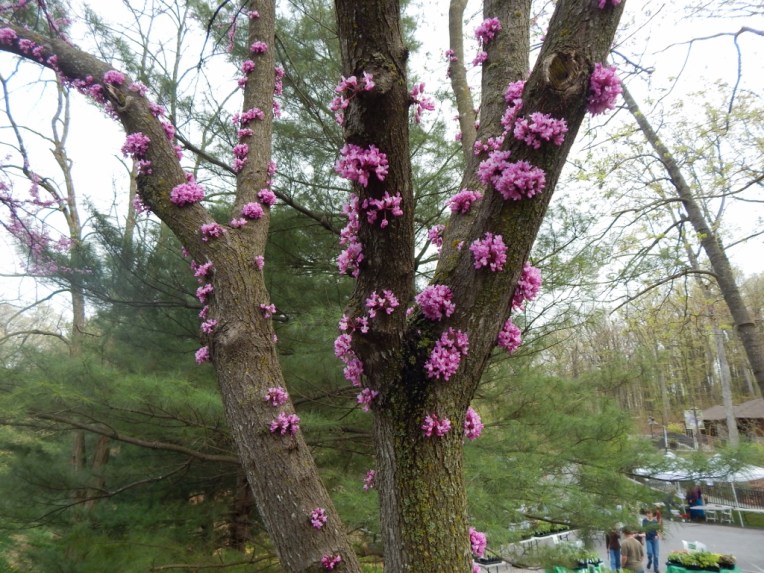 flowers (24) (1024x768)