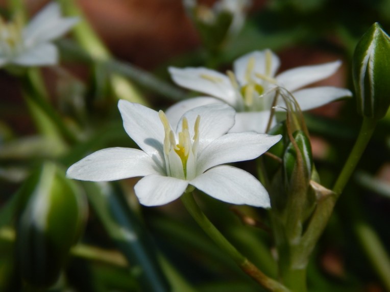 flowers (25) (1024x768)