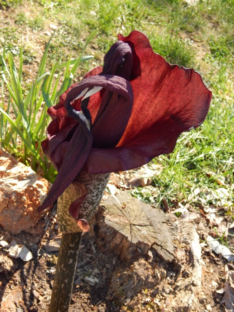 flowers (5) (768x1024)