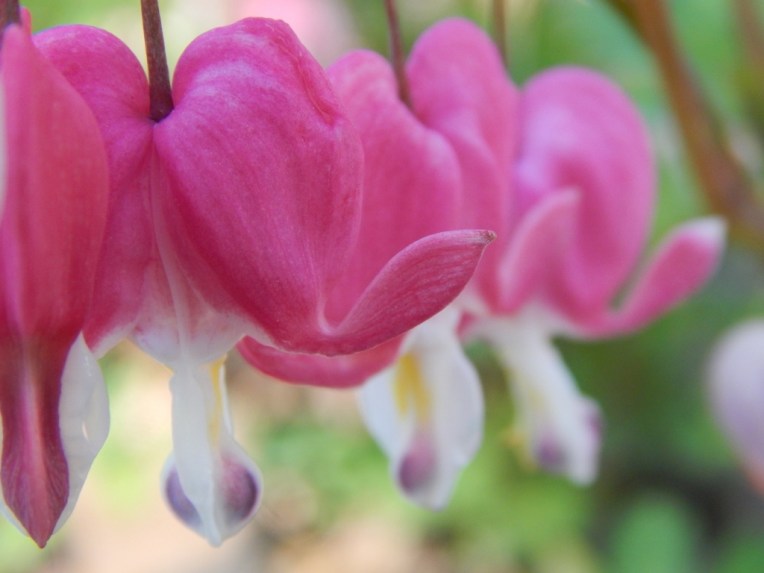 flowers (7) (1024x768)