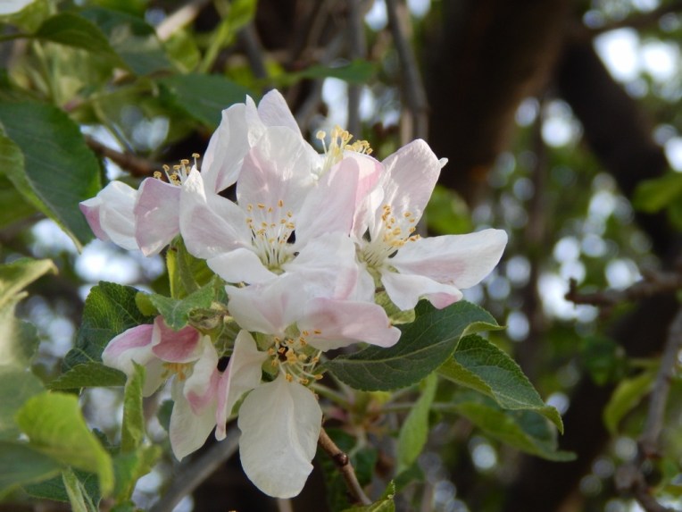 flowers (9) (1024x768)