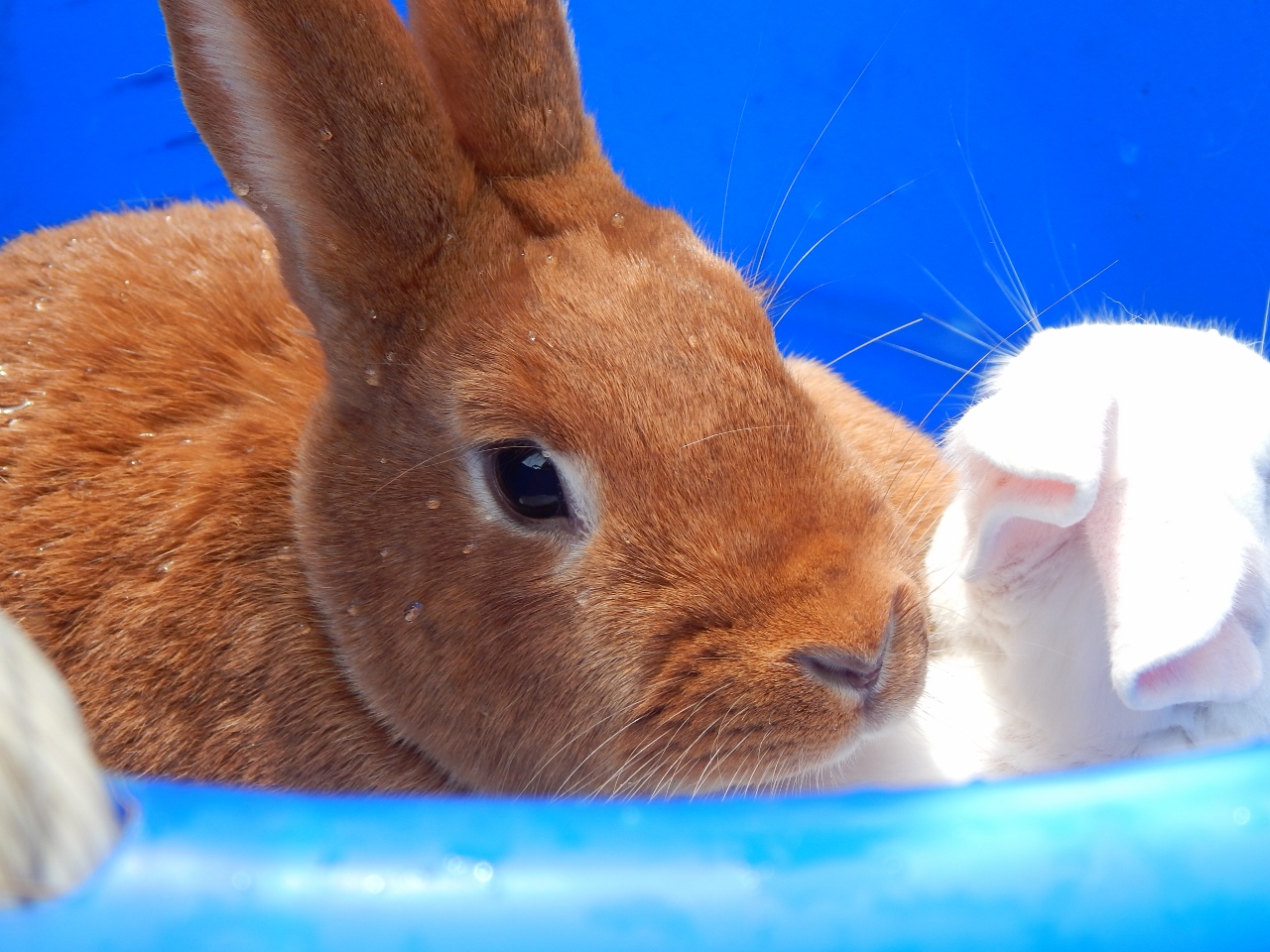 -Allison(birthday hike, bunnies) 192 (1280x960)