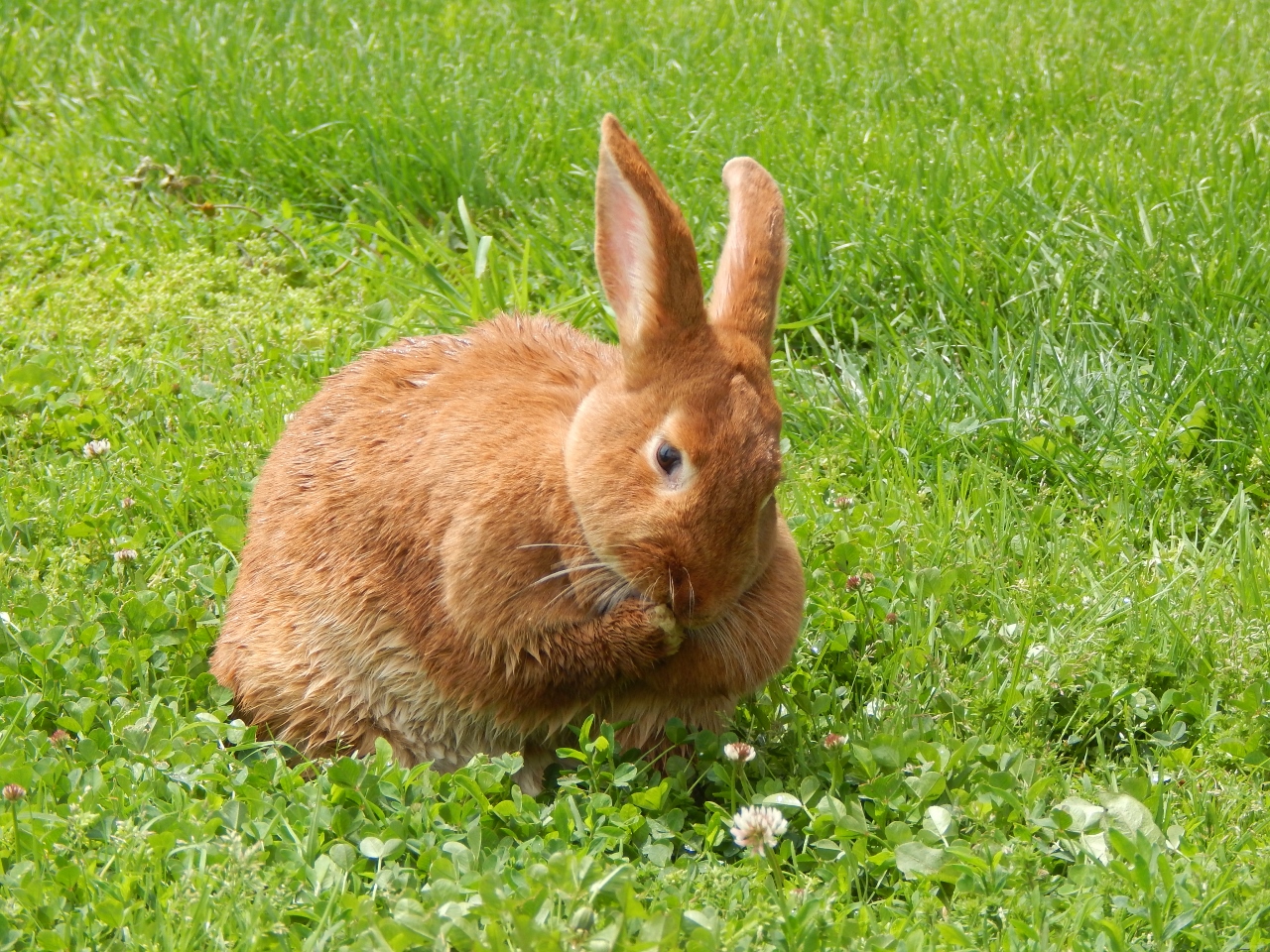 -Allison(birthday hike, bunnies) 194 (1280x960)