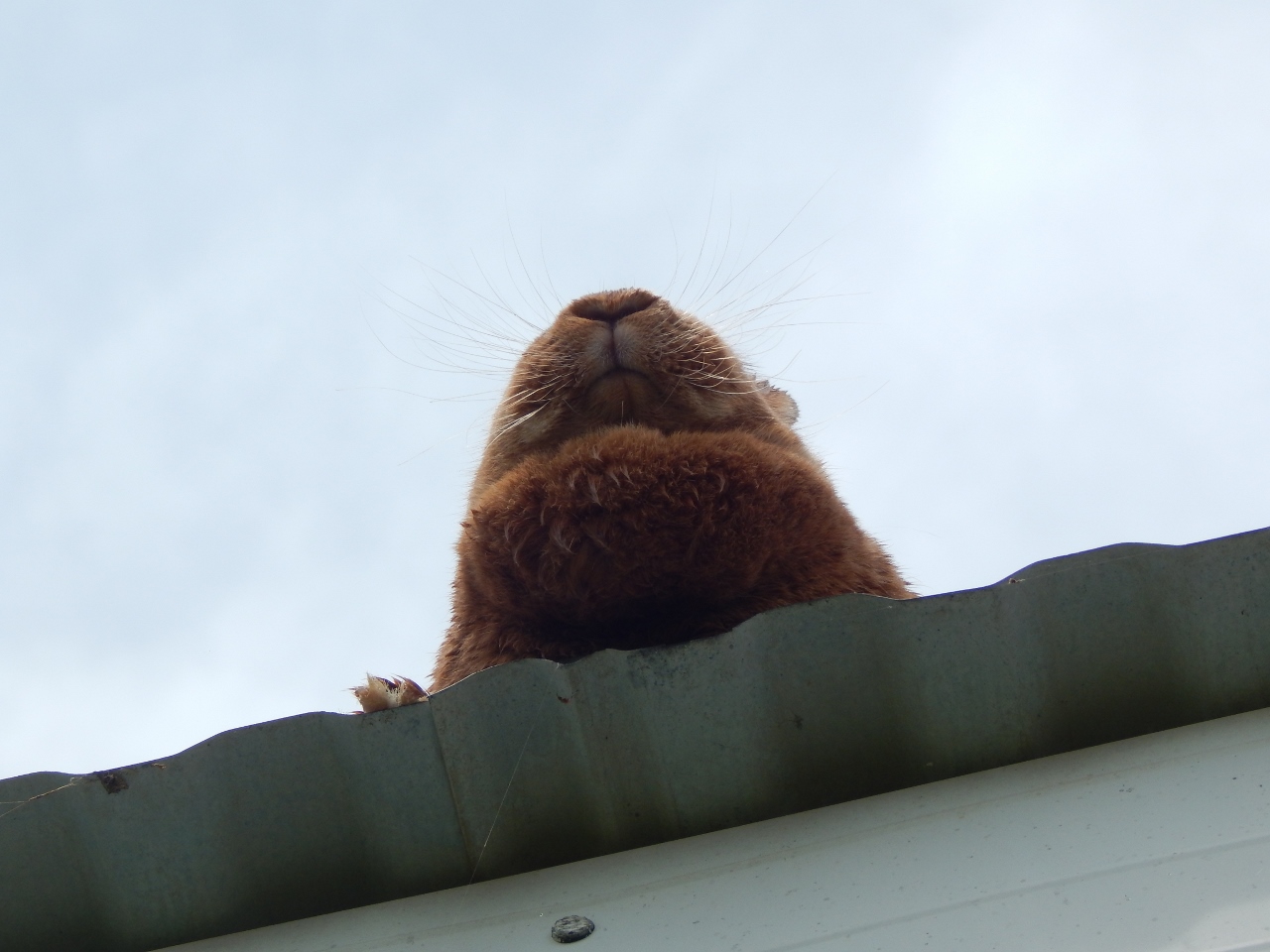 -Allison(birthday hike, bunnies) 201 (1280x960)