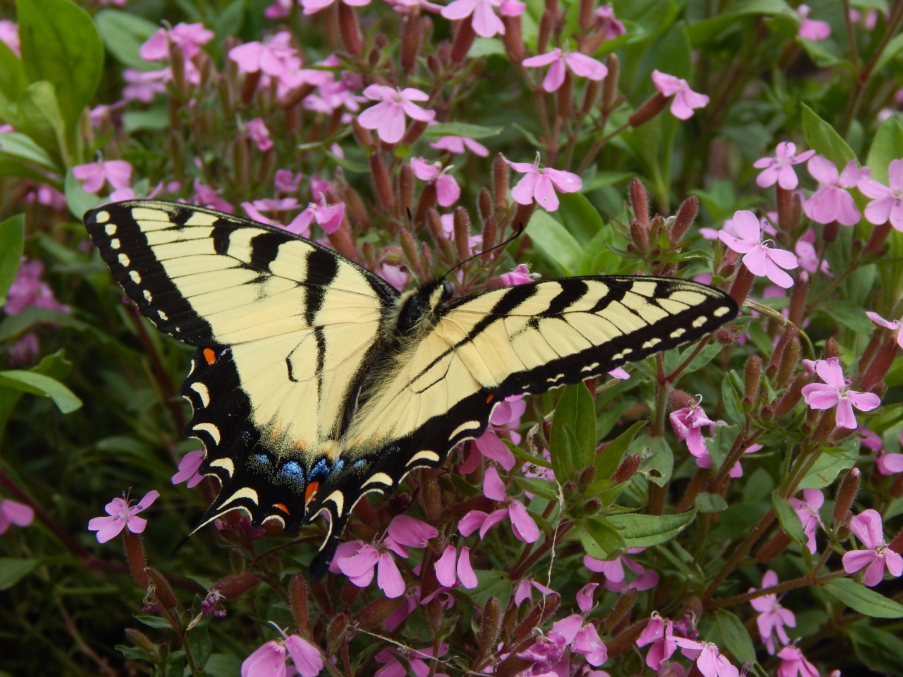 -Allison(Casey) 001 (1280x960)