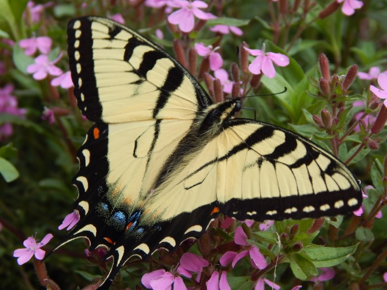 -Allison(Casey) 002 (1280x960)