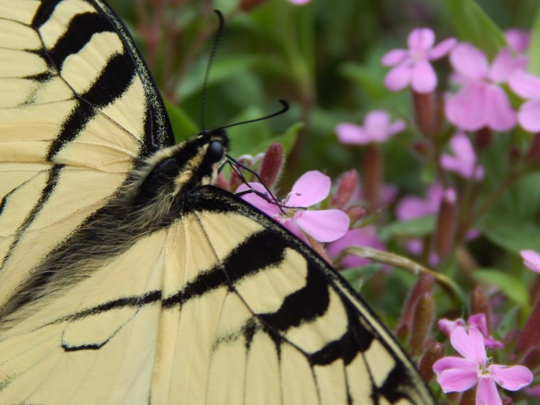 -Allison(Casey) 003 (1280x960)