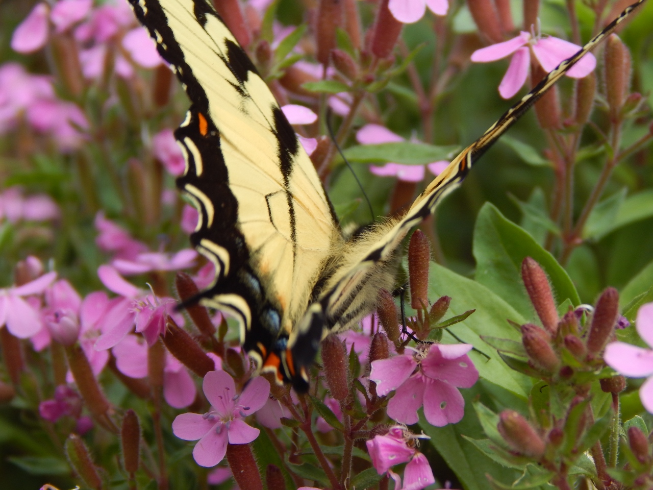 -Allison(Casey) 004 (1280x960)