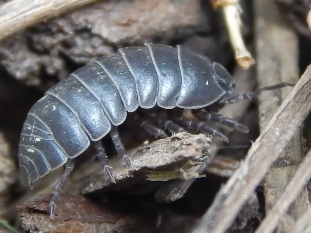 -Allison(Casey) 011 (1024x768)