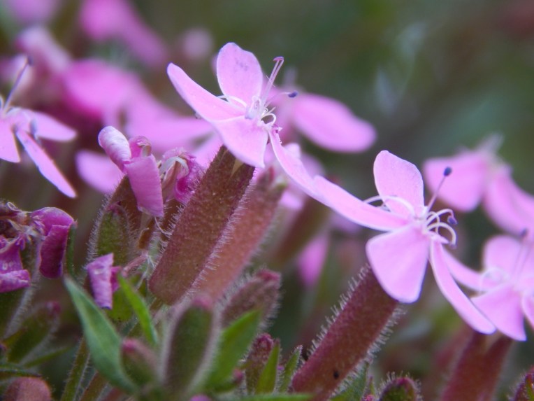 -Allison(Casey) 013 (1280x960)