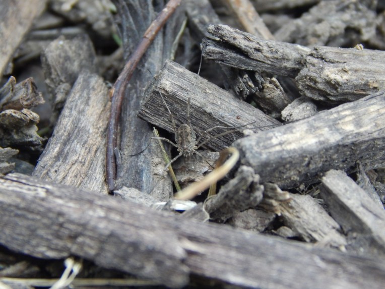 -Allison(Casey) 016 (1280x960)