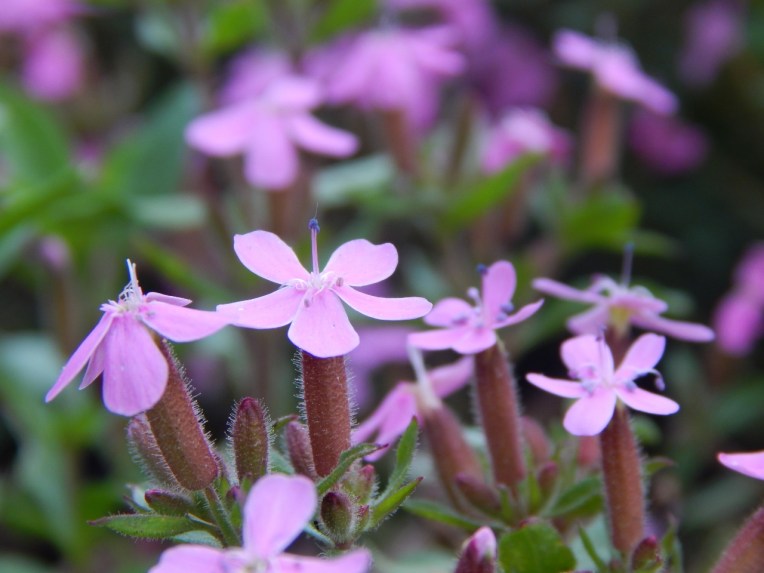 -Allison(Casey) 017 (1280x960)