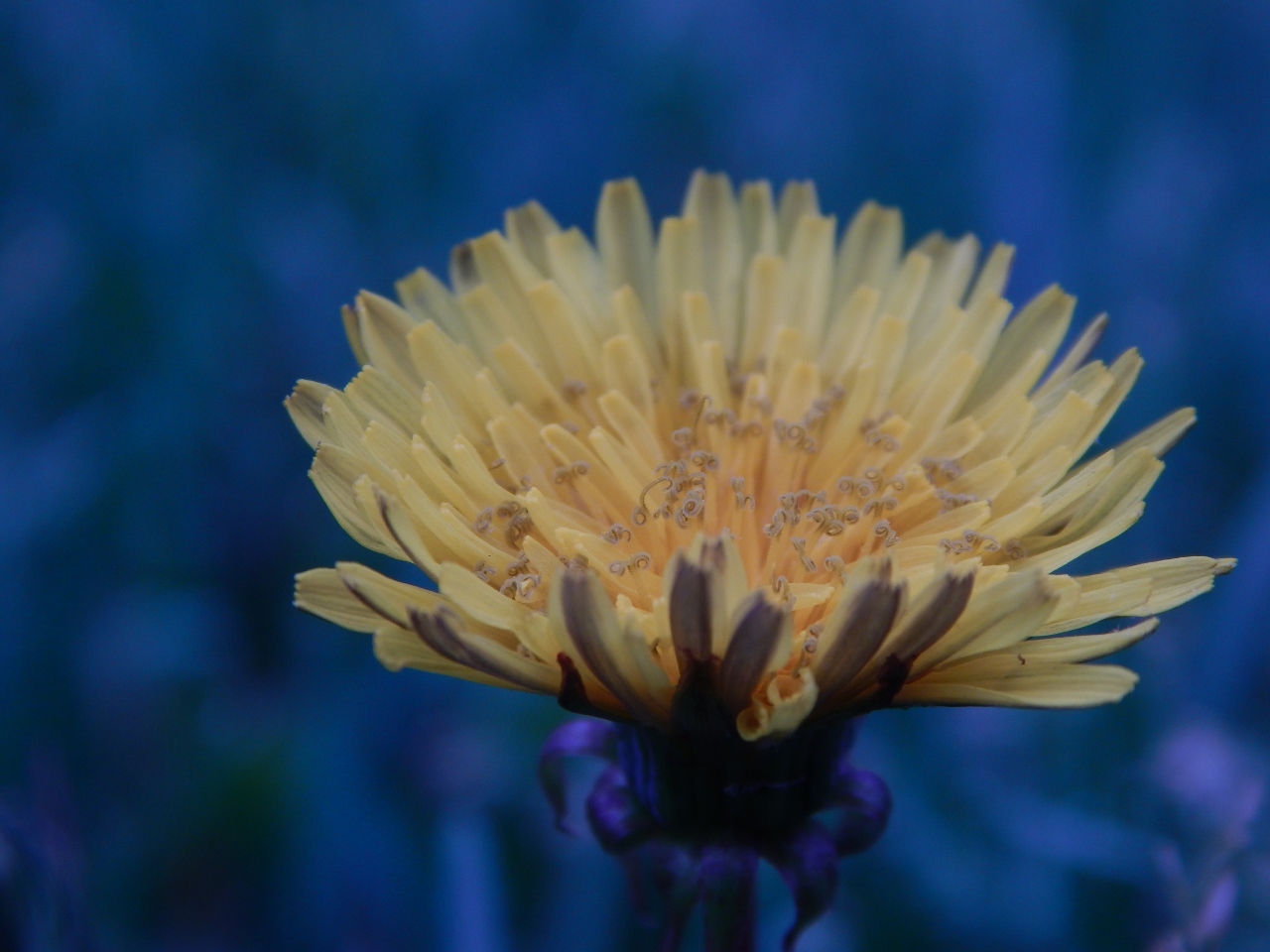 -Allison(Casey) 018 (1280x960)