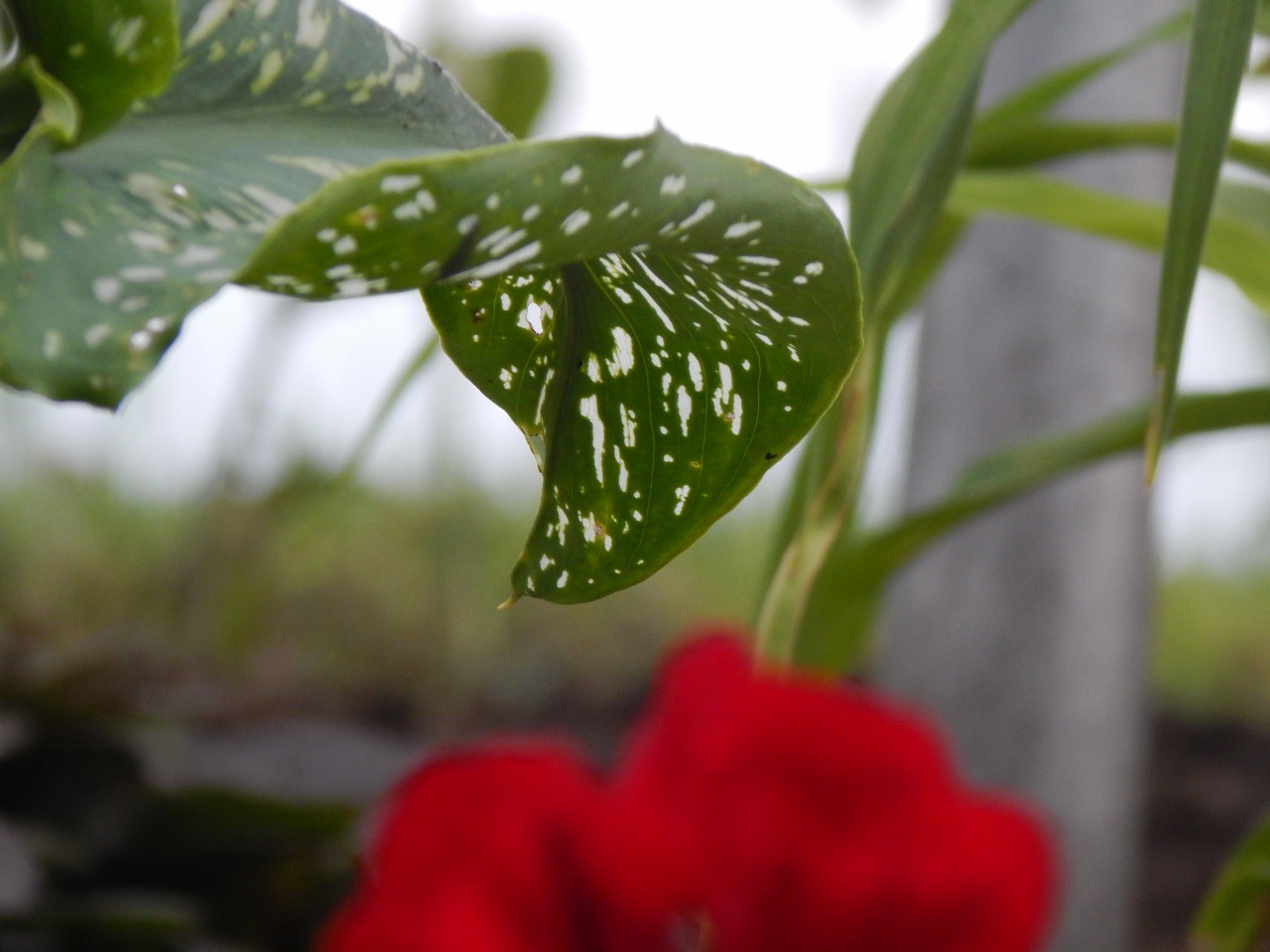 -Allison(Casey) 020 (1280x960)