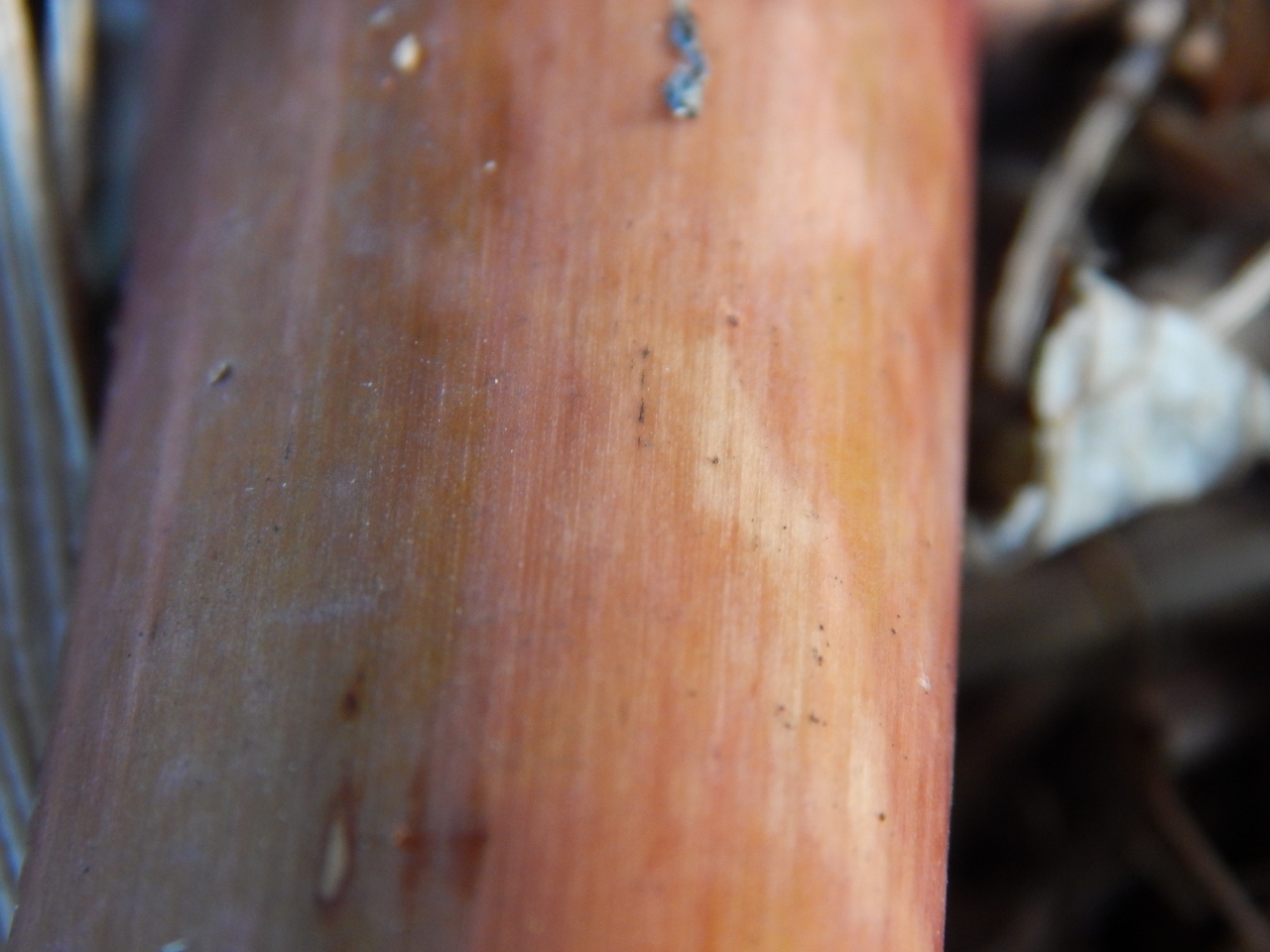 -Allison(cookies, island) 022 (1280x960)