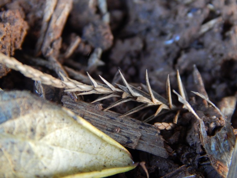 -Allison(cookies, island) 025 (1280x960)