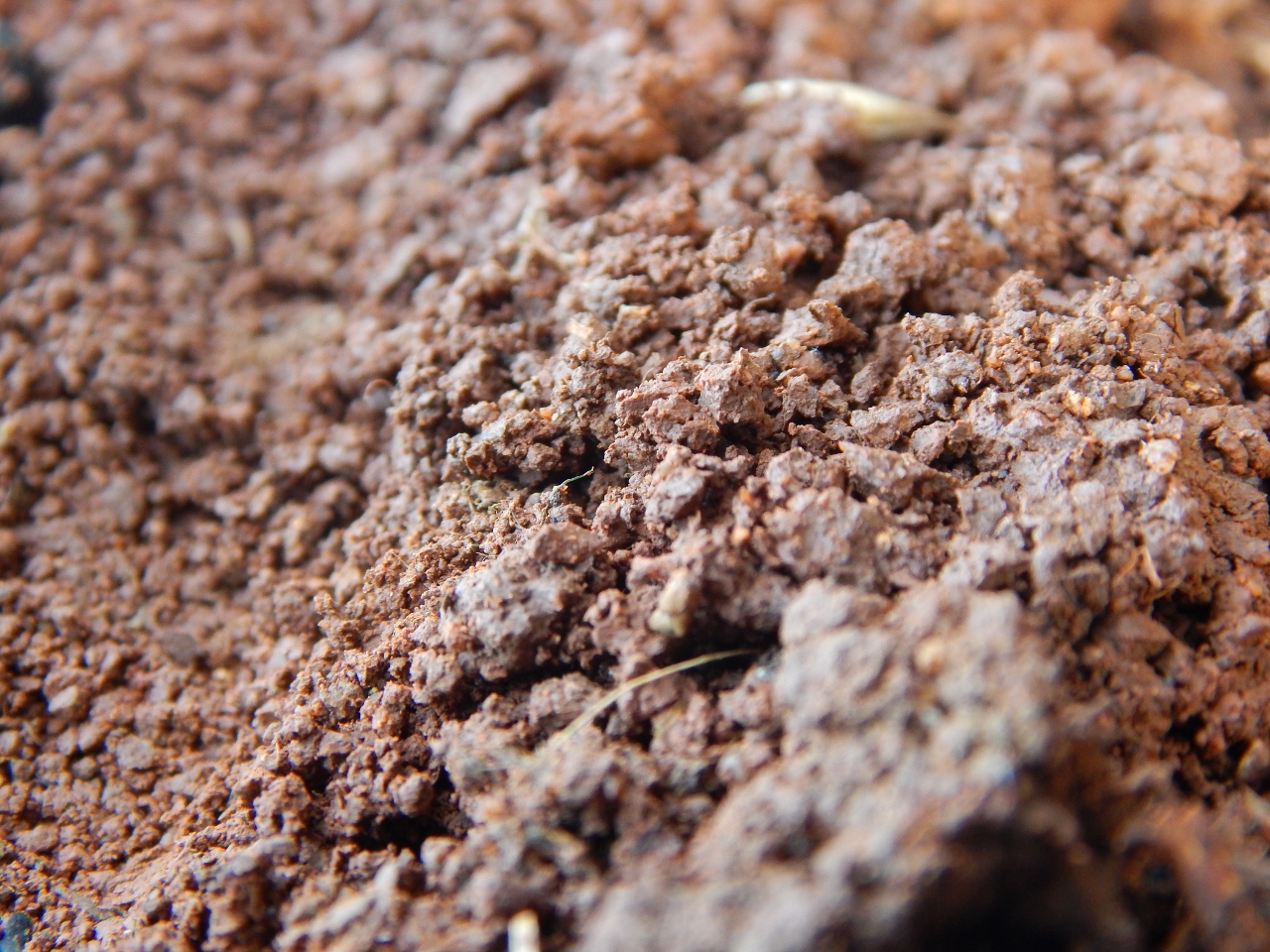 -Allison(cookies, island) 026 (1280x960)