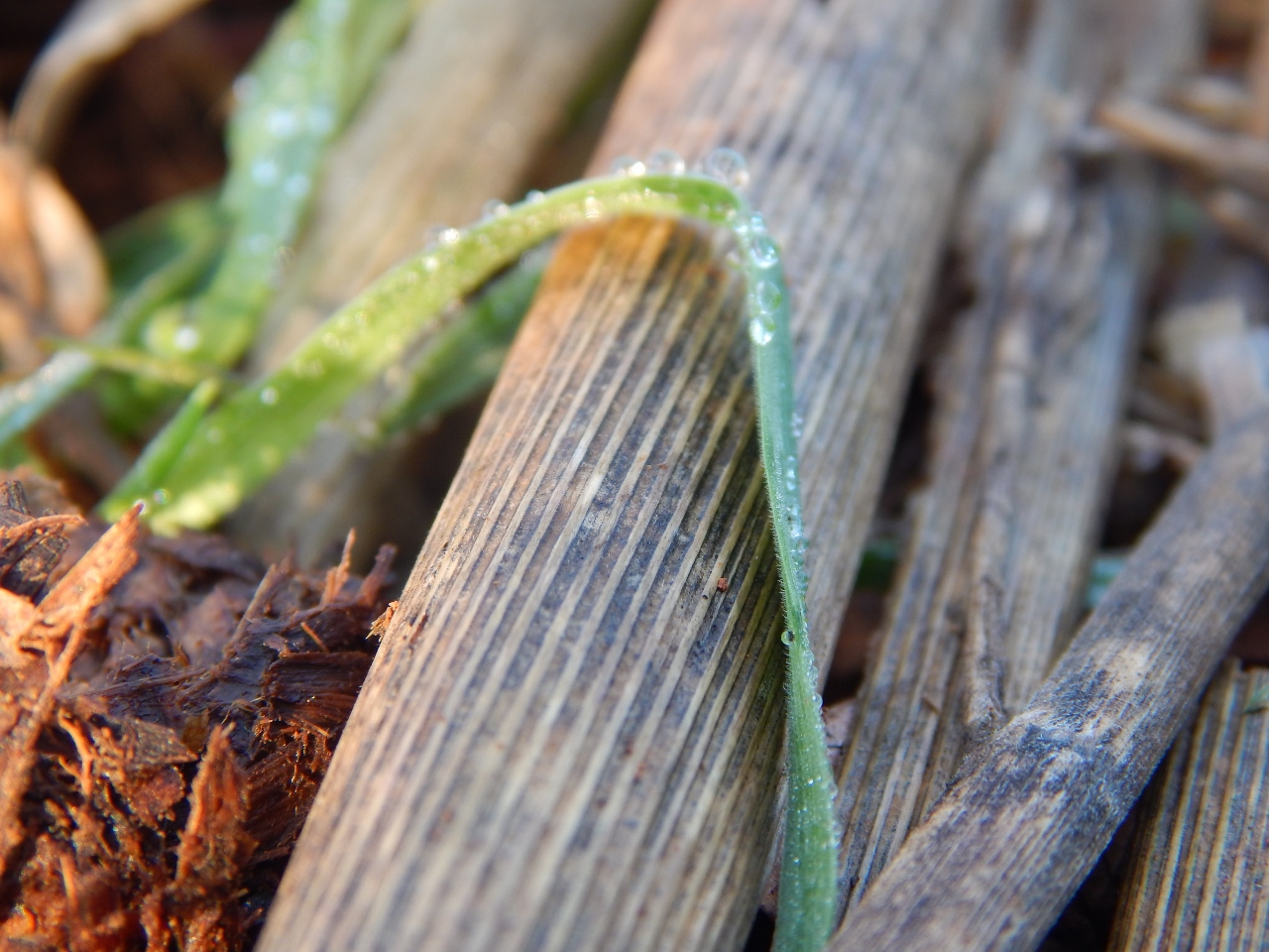 -Allison(cookies, island) 027 (1280x960)