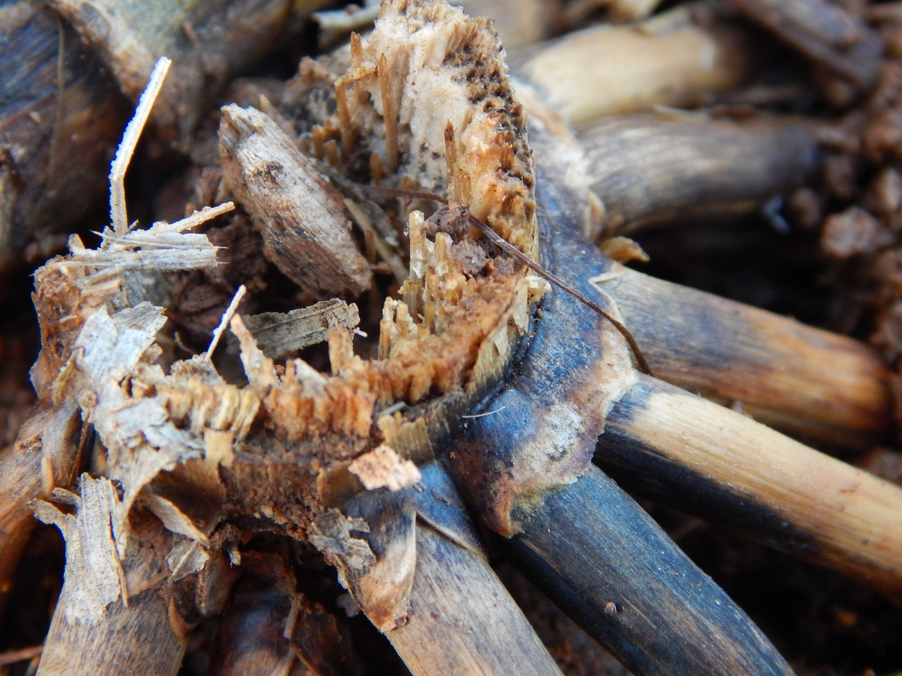 -Allison(cookies, island) 028 (1280x960)