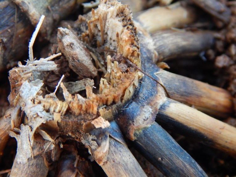 -Allison(cookies, island) 028 (1280x960)