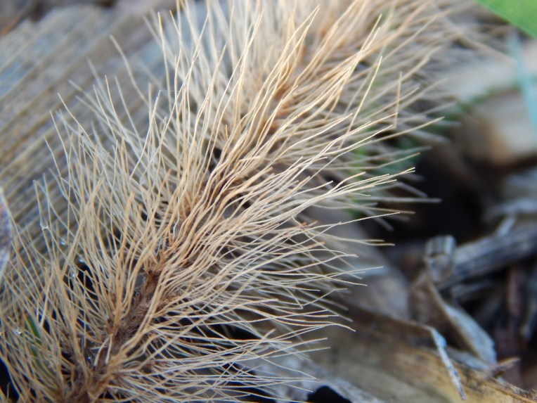 -Allison(cookies, island) 030 (1280x960)