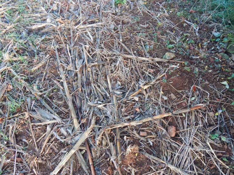 -Allison(cookies, island) 031 (1280x960)