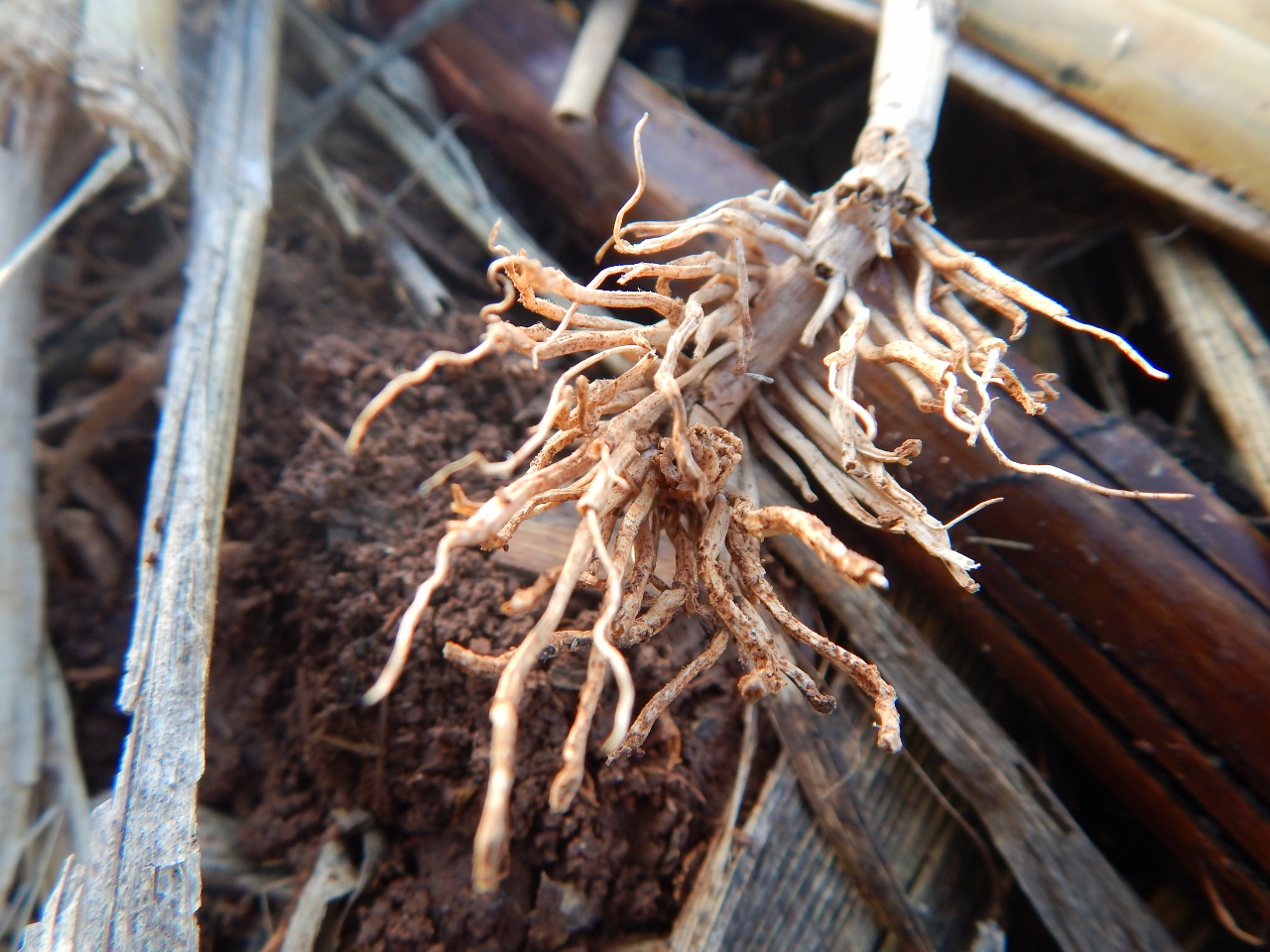 -Allison(cookies, island) 032 (1280x960)