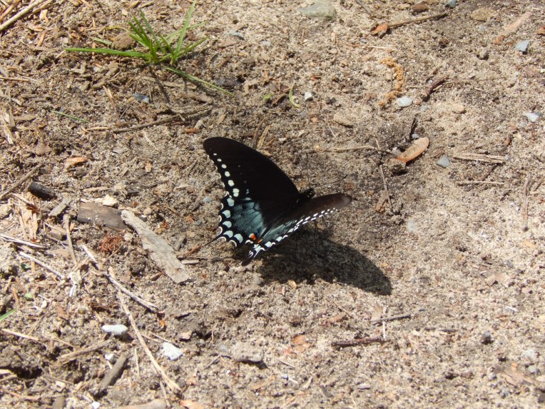 -Allison(lady slippers, doll, thunderstorm) 032 (1280x960)
