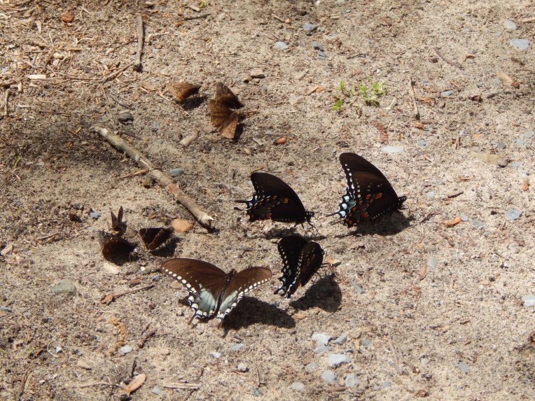 -Allison(lady slippers, doll, thunderstorm) 035 (1280x960)