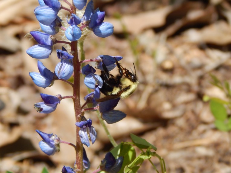 -Allison(lady slippers, doll, thunderstorm) 040 (1280x960)