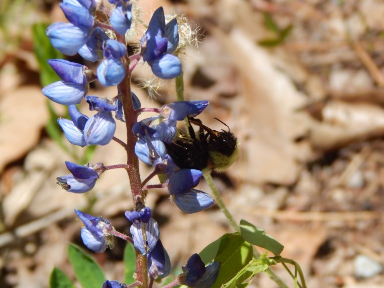 -Allison(lady slippers, doll, thunderstorm) 041 (1280x960)
