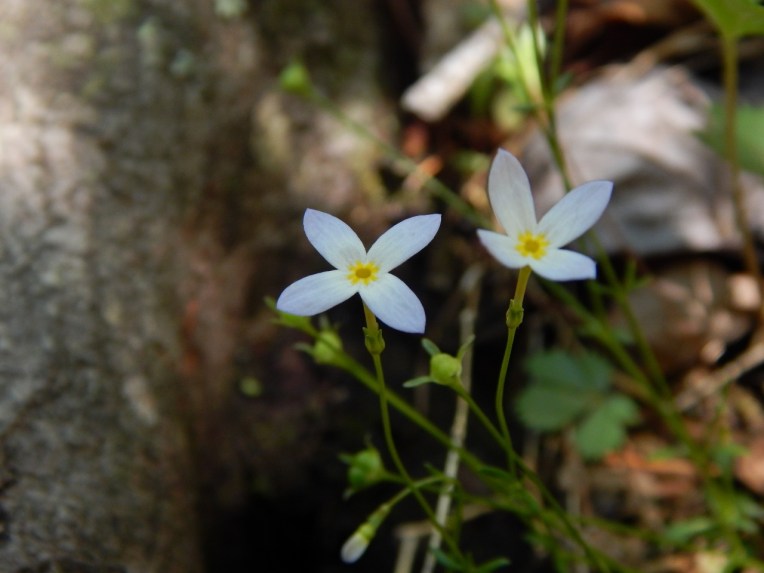 -Allison(lady slippers, doll, thunderstorm) 049 (1280x960)