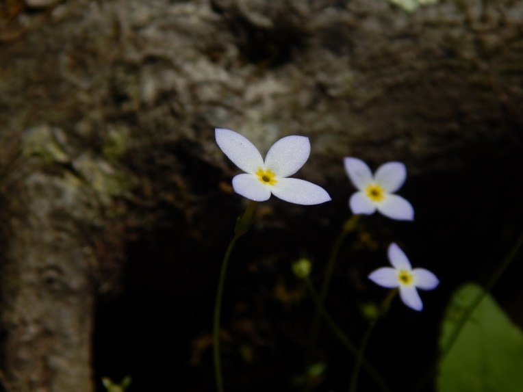 -Allison(lady slippers, doll, thunderstorm) 050 (1280x960)