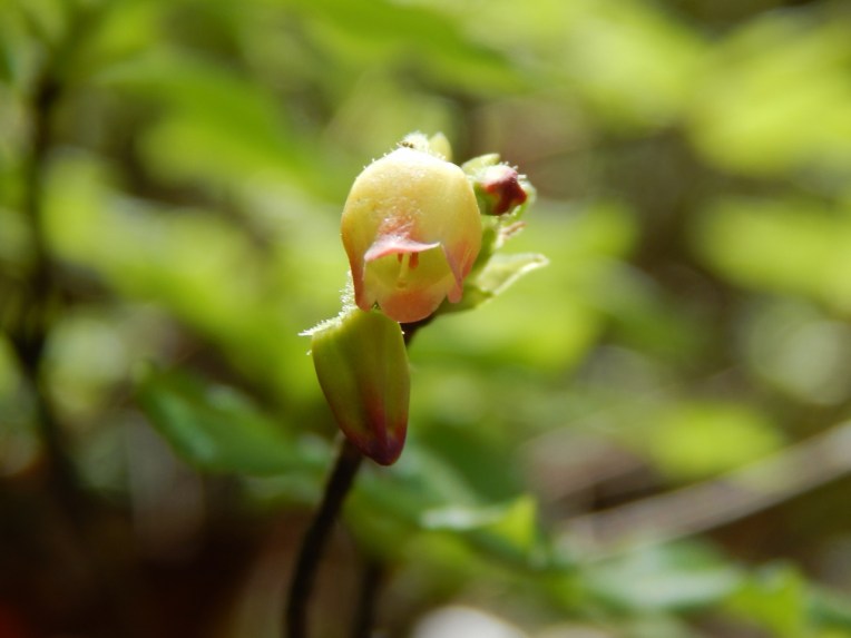 -Allison(lady slippers, doll, thunderstorm) 051 (1280x960)