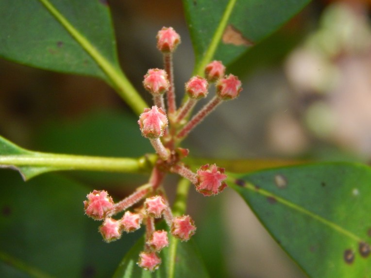 -Allison(lady slippers, doll, thunderstorm) 053 (1280x960)