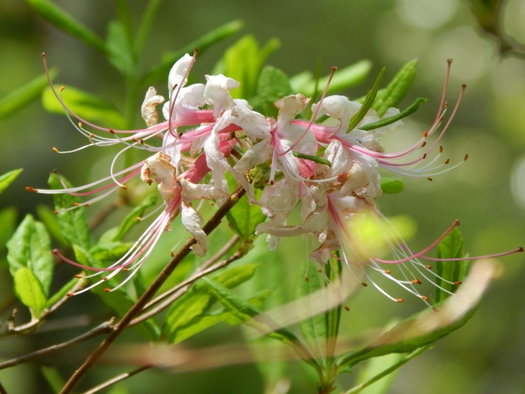 -Allison(lady slippers, doll, thunderstorm) 082 (1280x960)