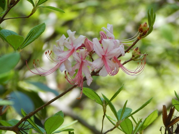 -Allison(lady slippers, doll, thunderstorm) 084 (1280x960)