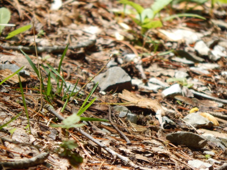 -Allison(lady slippers, doll, thunderstorm) 087 (1280x960)